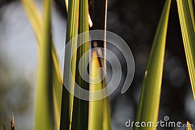 Blades of the New Zealand flax plant (harakeke) with bokeh background. Stock Photo