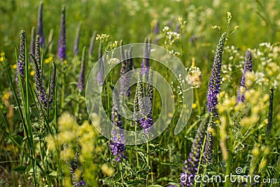 Green blooming field in summer and separately growing purple flowers Stock Photo