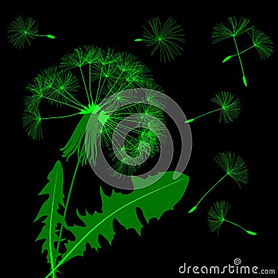 Green blow dandelion silhouette isolated on black Vector Illustration