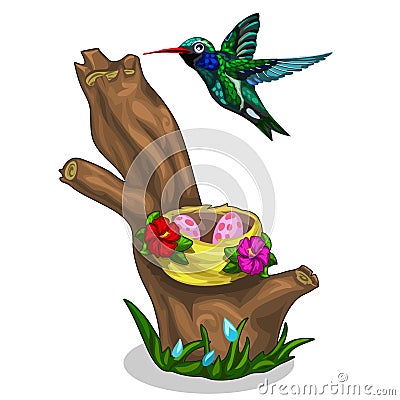 Green-blue bird Hummingbird and it nest with eggs Vector Illustration