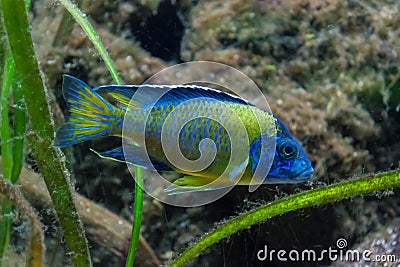 Green and blue colored tropical wildlife fish Stock Photo