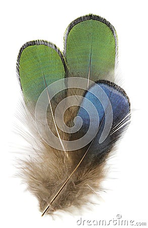 Green and blue fluffy peacock feather. Isolated picture. Stock Photo