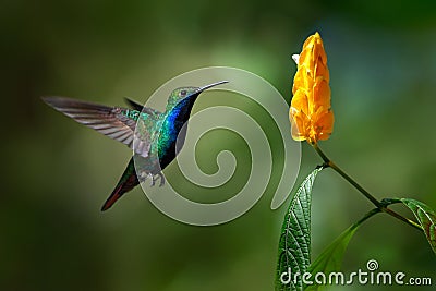 Green and blue Hummingbird Black-throated Mango, Anthracothorax nigricollis, flying next to beautiful yellow flower Stock Photo