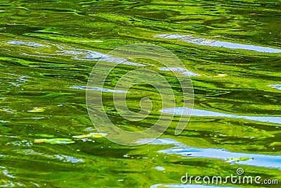Green Blue Reflection Abstract Lake Washington Juanita Bay Park Stock Photo