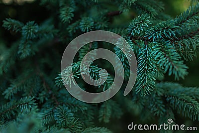 Green volumetric small needles on branches of coniferous Siberian spruce tree Stock Photo