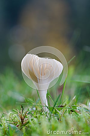 White autumnal wild mushroom in grass and moss with sunlight glow. Growing on meadow. Stock Photo