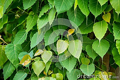 Green bodhi leaves Stock Photo