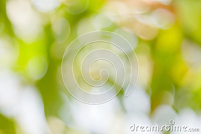 Green bokeh abstract light background Stock Photo