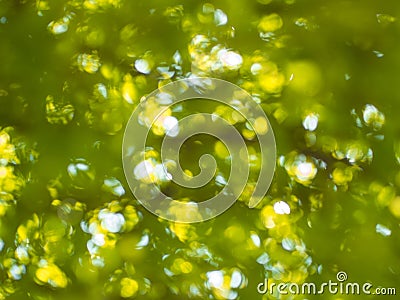 Green Bokeh Stock Photo