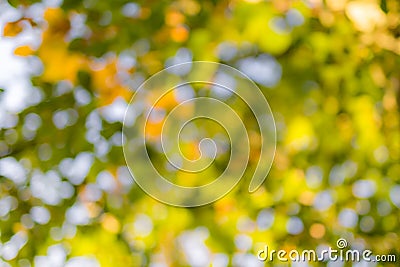 Green bokeh / bokeh from tree / blurred tree and bokeh tree / Blurred park with bokeh background Stock Photo