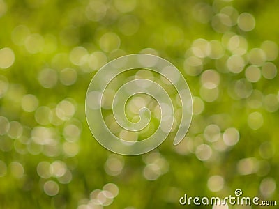 Green bokeh lights in sunny day Stock Photo