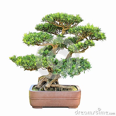 Green bonsai elm tree Stock Photo