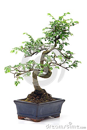 Green bonsai tree Stock Photo