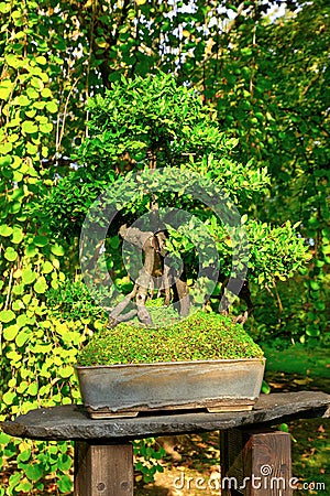 Green bonsai Stock Photo