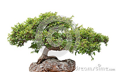 Green bonsai tree growing on a rock Stock Photo