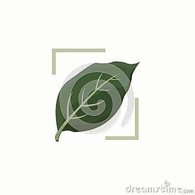Green Botanical Anthurium Leaf Vector Illustration