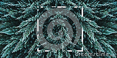 Green botanical trendy texture background with design frame. Dark moody fir tree overhead. Minimal creative nature foliage flat Stock Photo