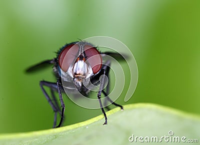 Green Bottle Fly - Anterior View Stock Photo