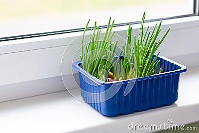 Green bow arrows of the house on the window. Early cultivation of greenery on the windowsill Stock Photo