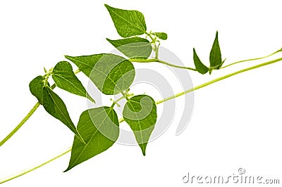 Green branch. Stock Photo