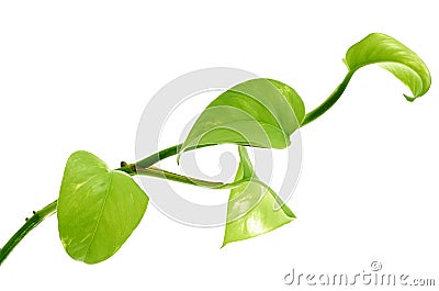 Green branch Stock Photo