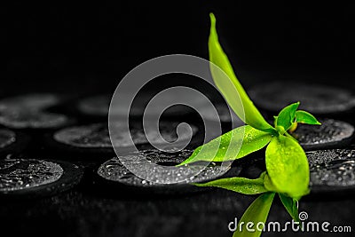 Green branch bamboo on zen basalt stones with dew, beautiful spa Stock Photo