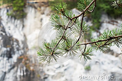 A green branch of a coniferous pine against a gray rock wall Stock Photo