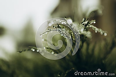 green branch dew drops freshness season nature Stock Photo