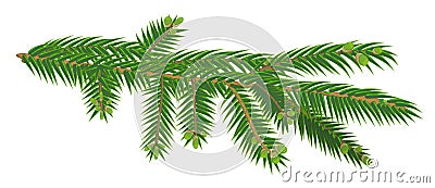 Green branch of fir tree isolated on white background Vector Illustration