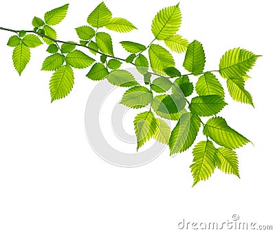Green branch isolated Stock Photo