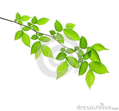 Green branch isolated Stock Photo