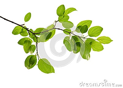 Green branch isolated Stock Photo