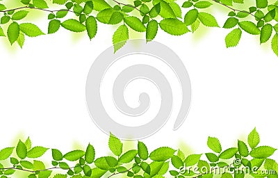 green branch with leaves frame natural floral background isolated on white Stock Photo