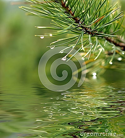 Green branch of pine-tree Stock Photo