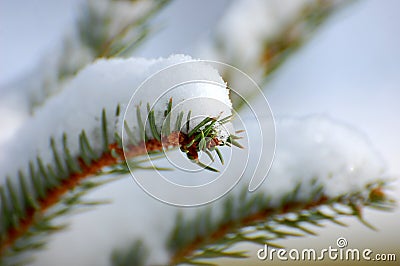 Green branch in snow winter Stock Photo