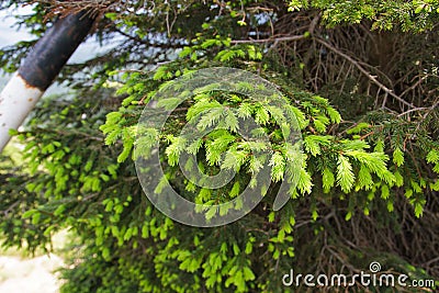 Green branch with spruce buds Stock Photo