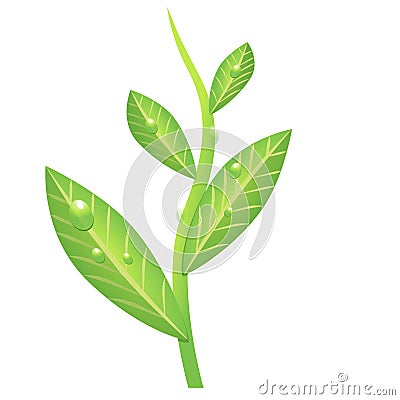 Green branch of tea Vector Illustration