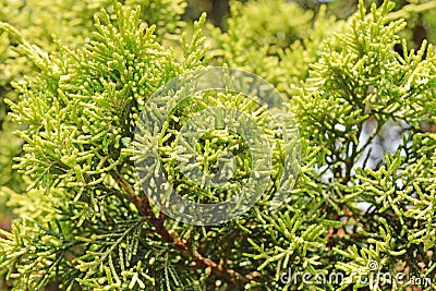 Green branch of a thuja tree Close-up view background Stock Photo