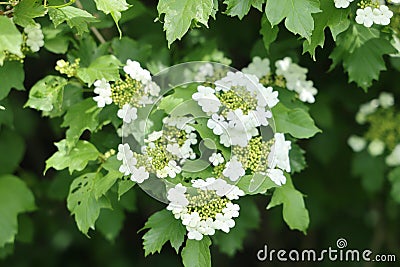 Green branch with white flowers of Viburnum vulgaris, flowering tree, green vegetative background 2 Stock Photo