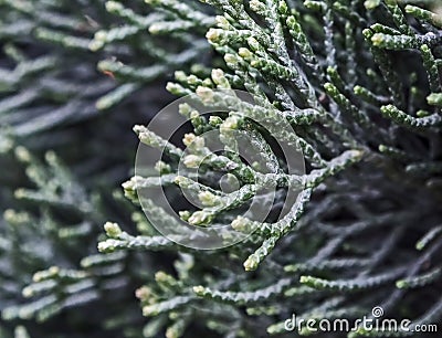 Green branches of the cypress, macro Stock Photo