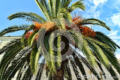 Green branches and leaves of a big and thick palm. Stock Photo