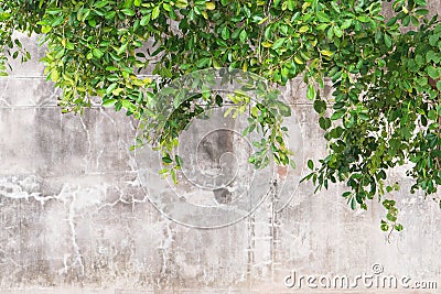 Green branches on the old wall Stock Photo