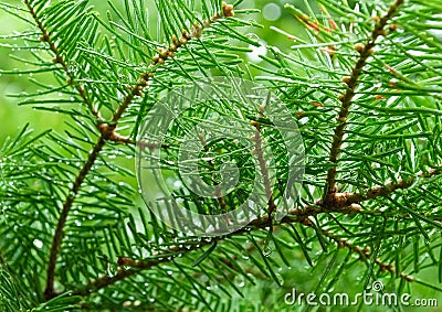 Green branches of pine tree, needles Stock Photo