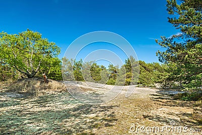 Green bright pine trees against the blue sky. Dunes and sand. Baltic coast of Poland. Stock Photo