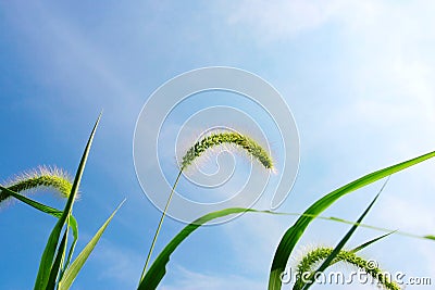 Green bristle grass , clouds and sky Stock Photo