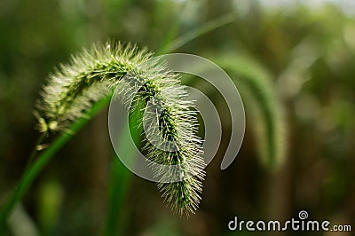 Green Bristle grass Herb Stock Photo