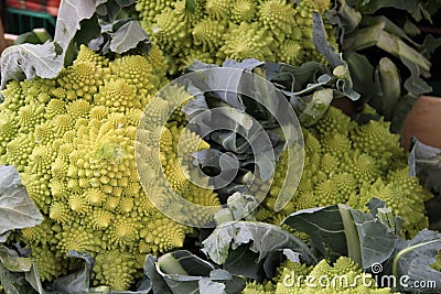 Green Broccoflower heads Stock Photo