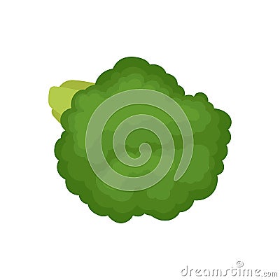 Green broccoli concept. Organic food. Vector illustration. Vector Illustration
