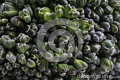 Green broccoli vegetable texture Stock Photo