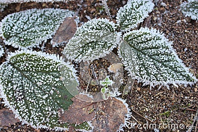 Green and brown leaves in frost on cold ground. Winter forest. Frozen plants closeup. Stock Photo